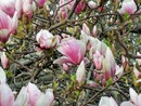 Magnolia (Magnolia L.) 